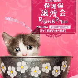 とだニャン保護猫譲渡会