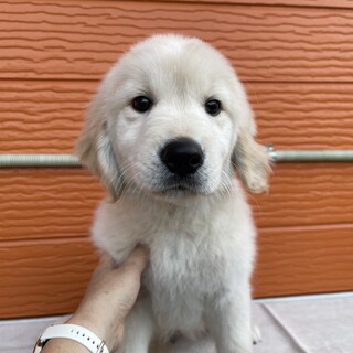 男の子　※大型犬飼育経験者のみ応募可※地域外は不可