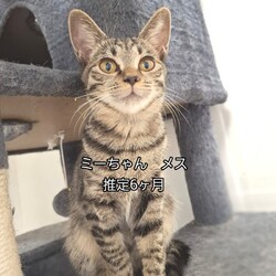 とだニャン保護猫譲渡会 サムネイル2