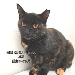 とだニャン保護猫譲渡会 サムネイル3