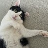 おきゃきゃさん