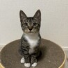 モカ