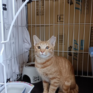 とても可愛い超甘えん坊の茶トラ！