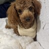 ちゃん犬トイプードル