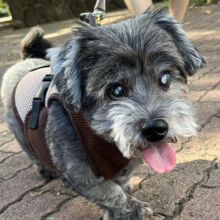 小型Mixぶんた♂シニアだけど元気いっぱい