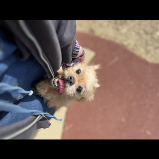 ぺきぷー7歳助けてください