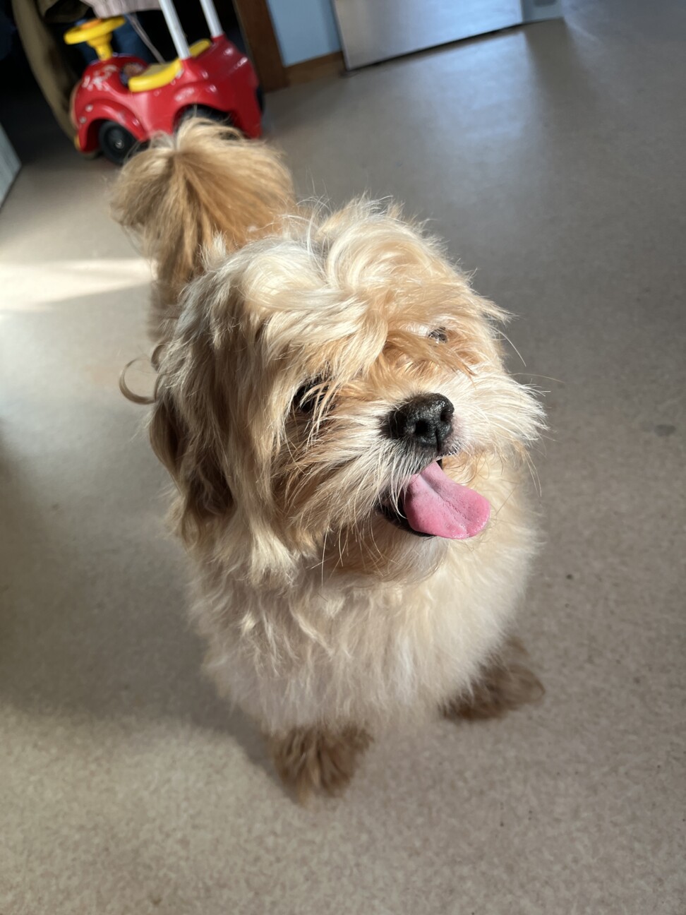 ぺきぷー7歳助けてください サムネイル3