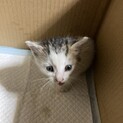 保護した子猫の里親募集