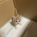 保護した子猫の里親募集