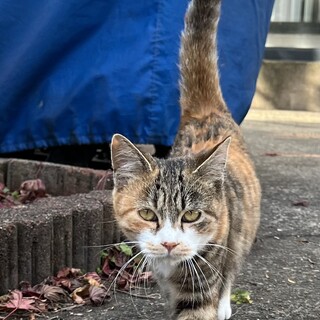 里親募集してます