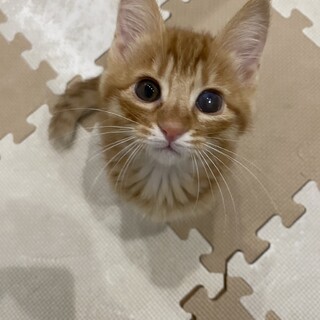 探検大好きマカロン君