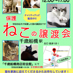 チームＳＬＰ猫の譲渡会