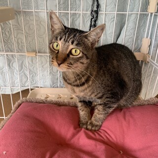 【緊急】2歳のスピカちゃん里親さん募集！