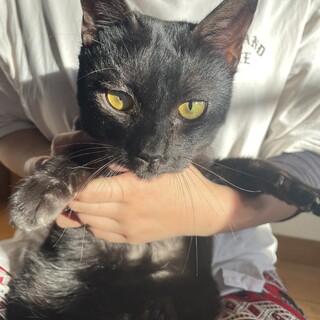 黒猫くんの里親さん探してます