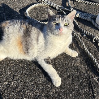 パステル三毛のキレイな女の子