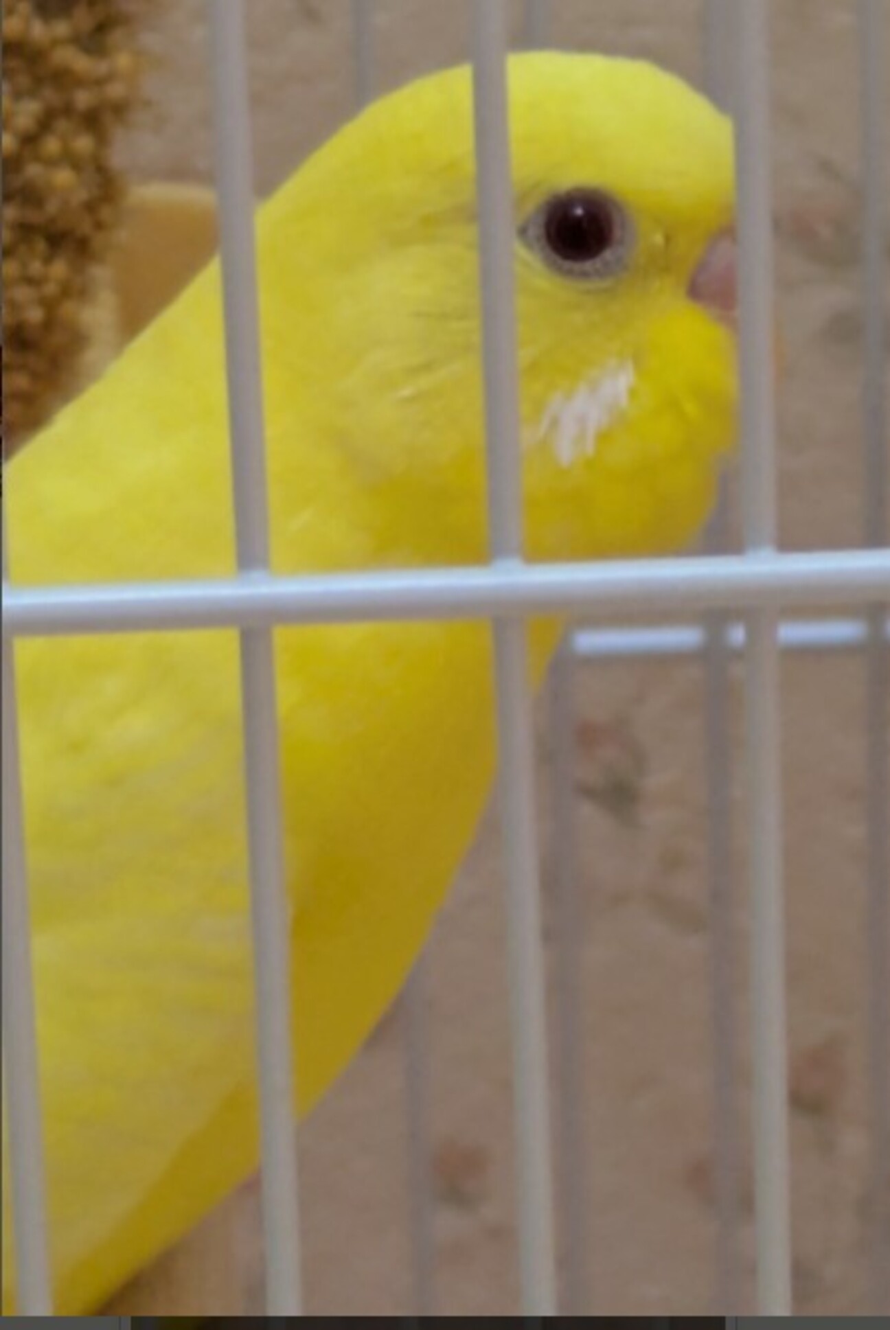 セキセイインコのルチノー」東京都 - 鳥の里親募集(531053