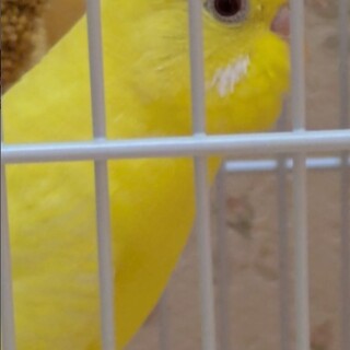 セキセイインコのルチノー。メスです。