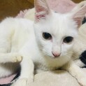 （里親様決定）一見白猫？　六花（りっか）ちゃん