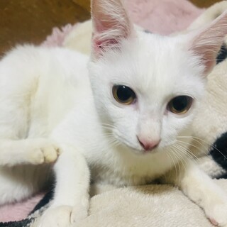 （里親様決定）一見白猫？　六花（りっか）ちゃん
