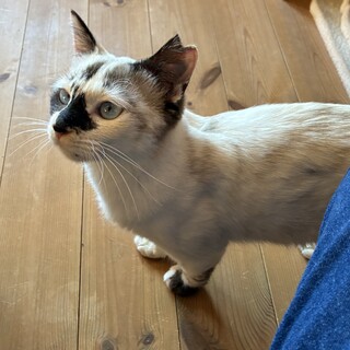 明日にも処分されるはずだったリンクスポイント女の子