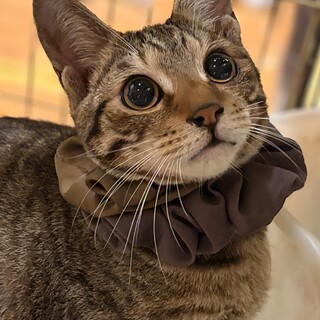 くりくりの瞳が印象的な　ルチアーノ