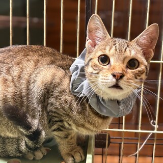 元気いっぱいで優しい　アルド