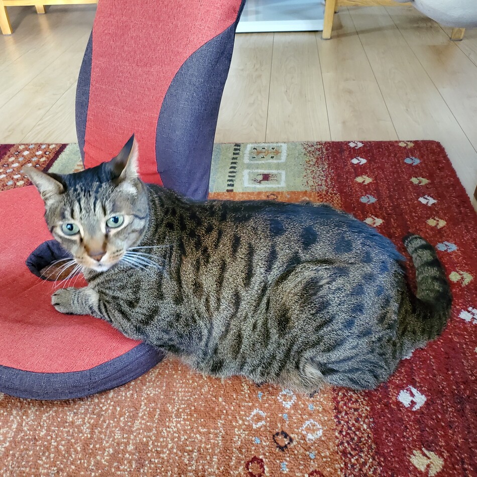 サトシのカバー写真