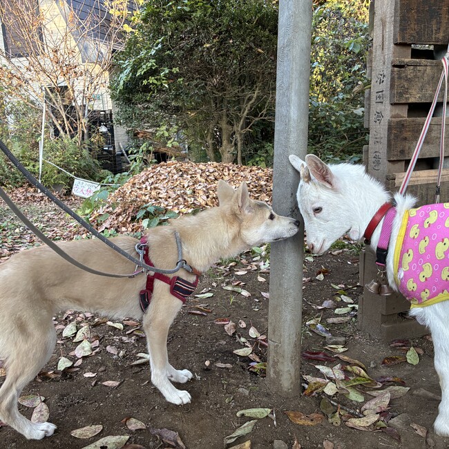 コル98のカバー写真