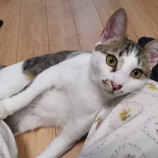 譲渡会11/30 甘えた全開さほくん