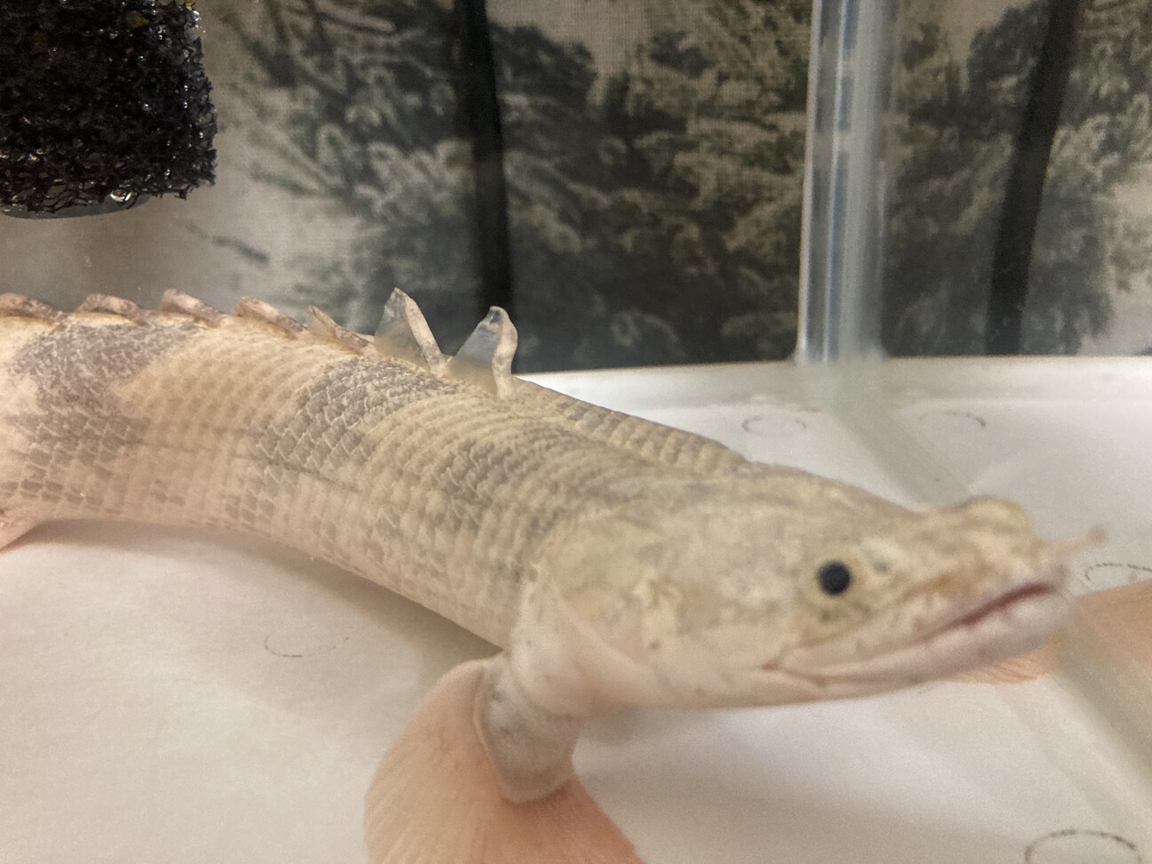 ポリプテルスエンドリケリー」香川県 - 熱帯魚・観賞魚の里親募集