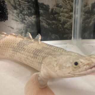 ポリプテルスエンドリケリー