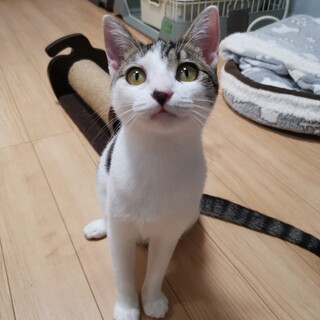 譲渡会11/30 甘えた可愛いさやちゃん一時停止