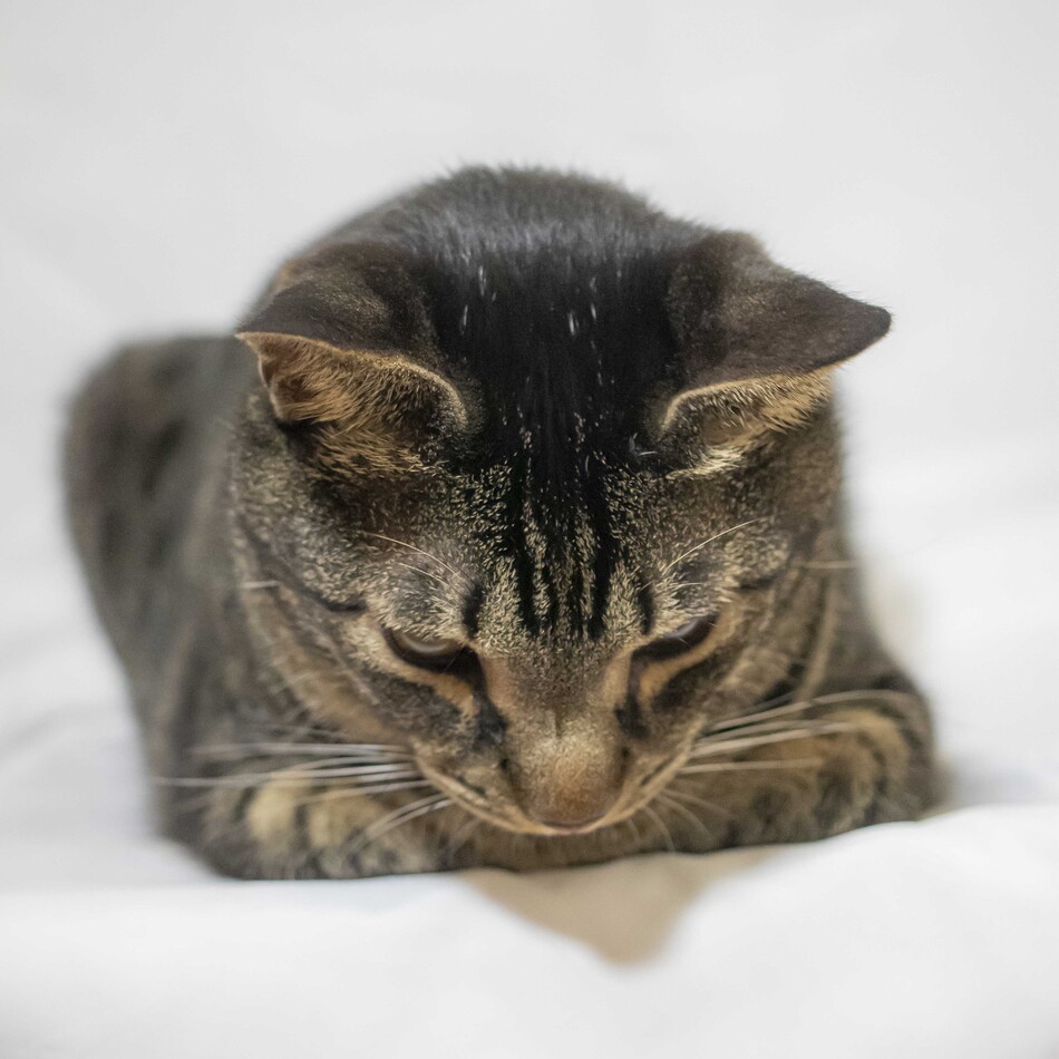 まめのカバー写真