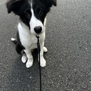 ボーダーコリー（ブラックホワイト）