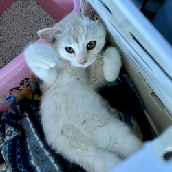 元・マミちゃん