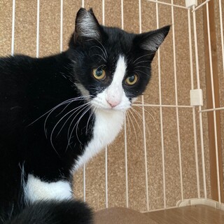 タキシードキャットの男の子