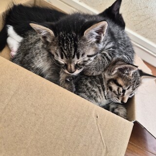 2ヶ月ほどの子猫ちゃん2匹