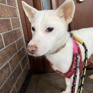 保健所からレスキュー！マイペースなスノー君