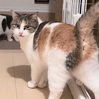 大型種を産んだ肝っ玉ママ