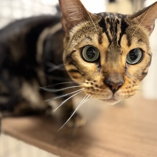 マーブル模様のベンガル