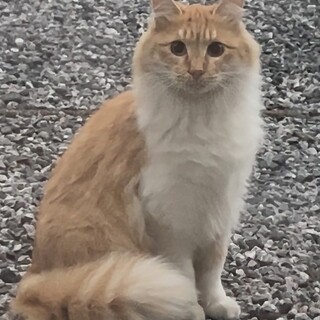 お外で生まれたメインクーンmix