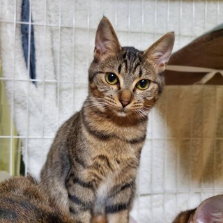 【食欲旺盛でわんぱくな】クックちゃん