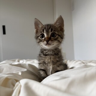 手のひらサイズの【らんこ(旧スイ)ちゃん】