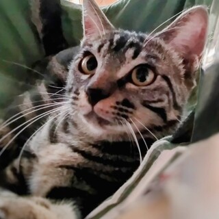 ちょっと待ったら馴れ馴れ♥禰豆子（ねずこ）