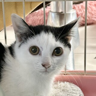 白黒ハチワレ水玉模様・前髪短め女子・生後３ヶ月♪