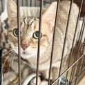 飼い主さんが孤独死・猫ちゃんだけ置き去りに①