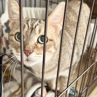 飼い主さんが孤独死・猫ちゃんだけ置き去りに①