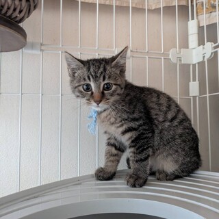 Err肾ǔjqӂӂ̃VN^b`