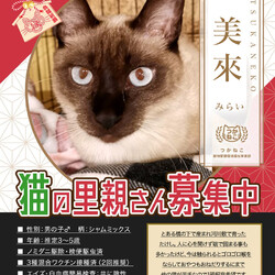 Xmasハルカス～ほごねこの奇跡～ inあべのハルカス サムネイル3