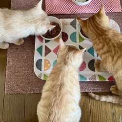 食べ尽くし系？